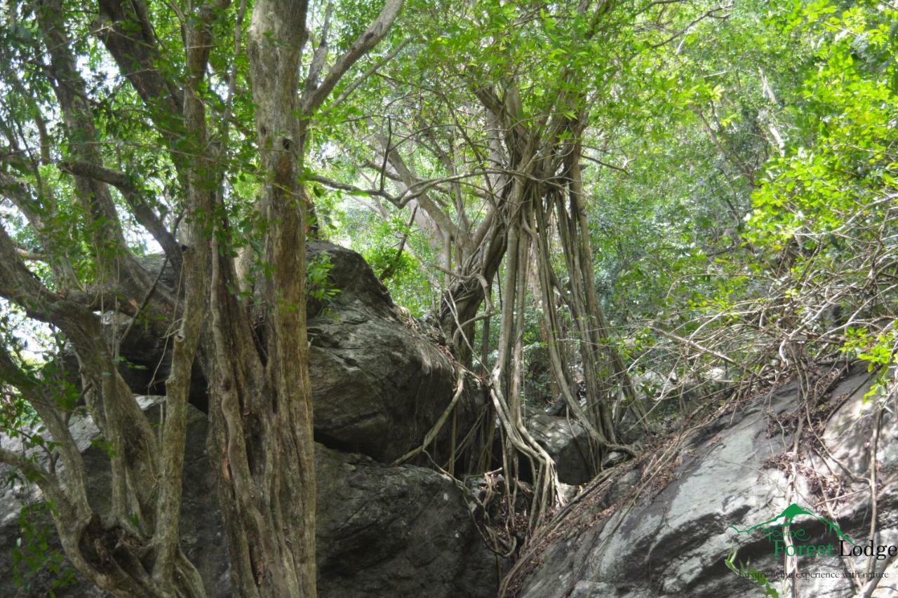 Arangala Forest Lodge Naula Exterior photo